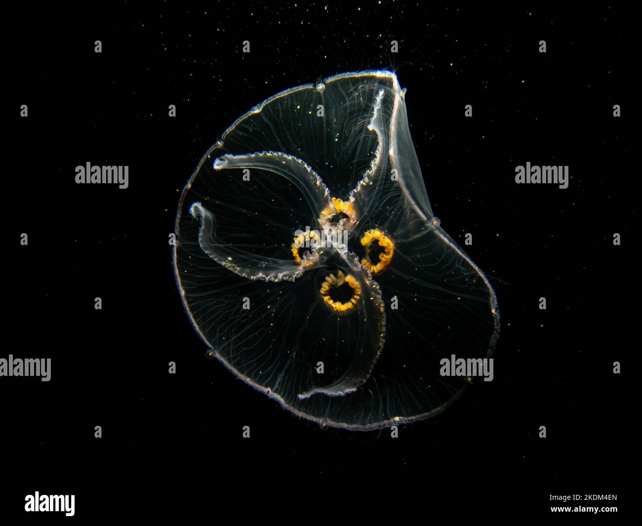 Un'immagine ravvicinata di una medusa lunare o Aurelia aurita con sfondo nero dell'acqua di mare. Foto di Oresund, Malmo Svezia. Immersioni in acqua fredda Foto Stock