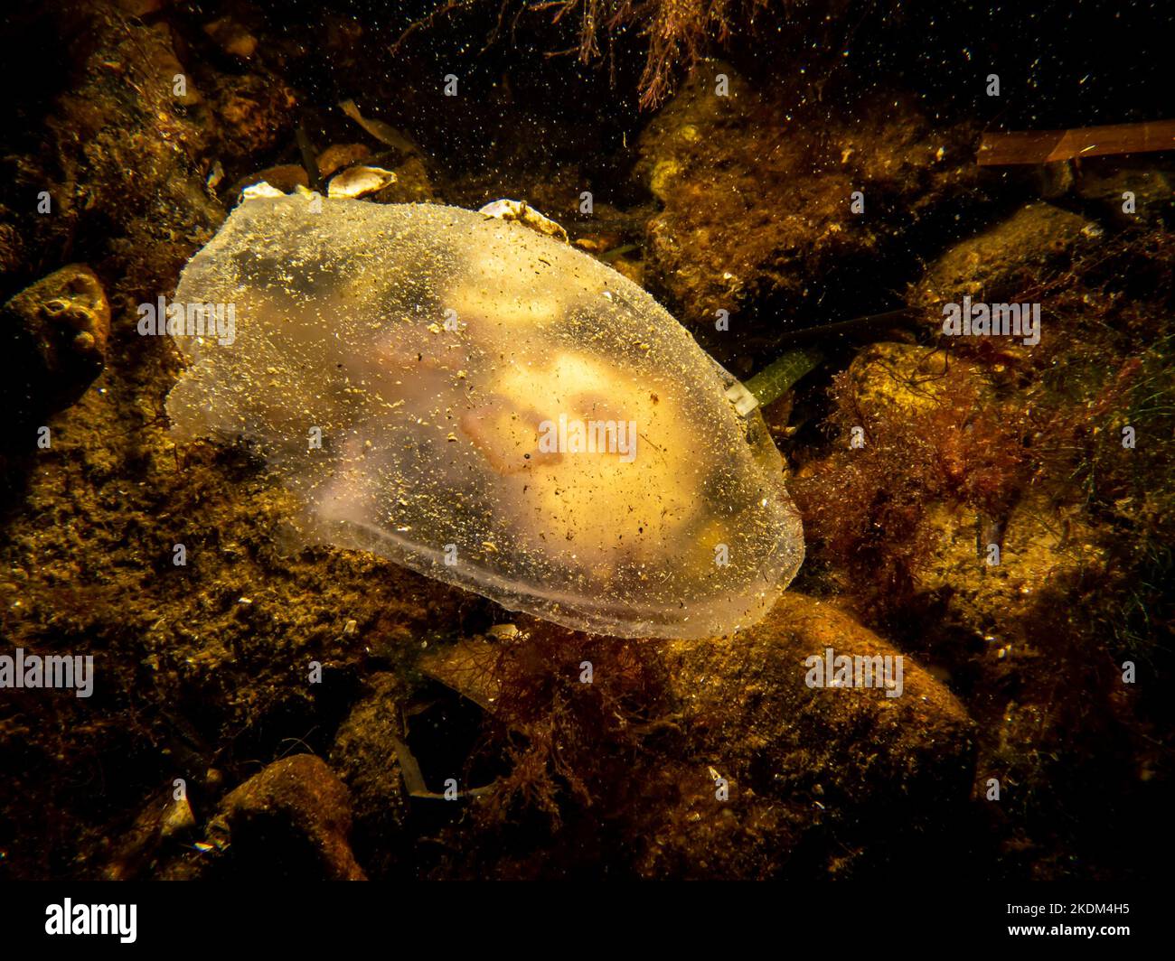 Un'immagine ravvicinata di una medusa lunare o Aurelia aurita con pietre marroni sullo sfondo. Foto di Oresund, Malmo Svezia. Immersioni in acqua fredda Foto Stock