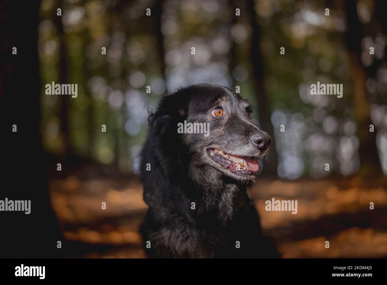 Colpo di testa di un cane collie di confine in un bosco illuminato dal sole in autunno. Foto Stock