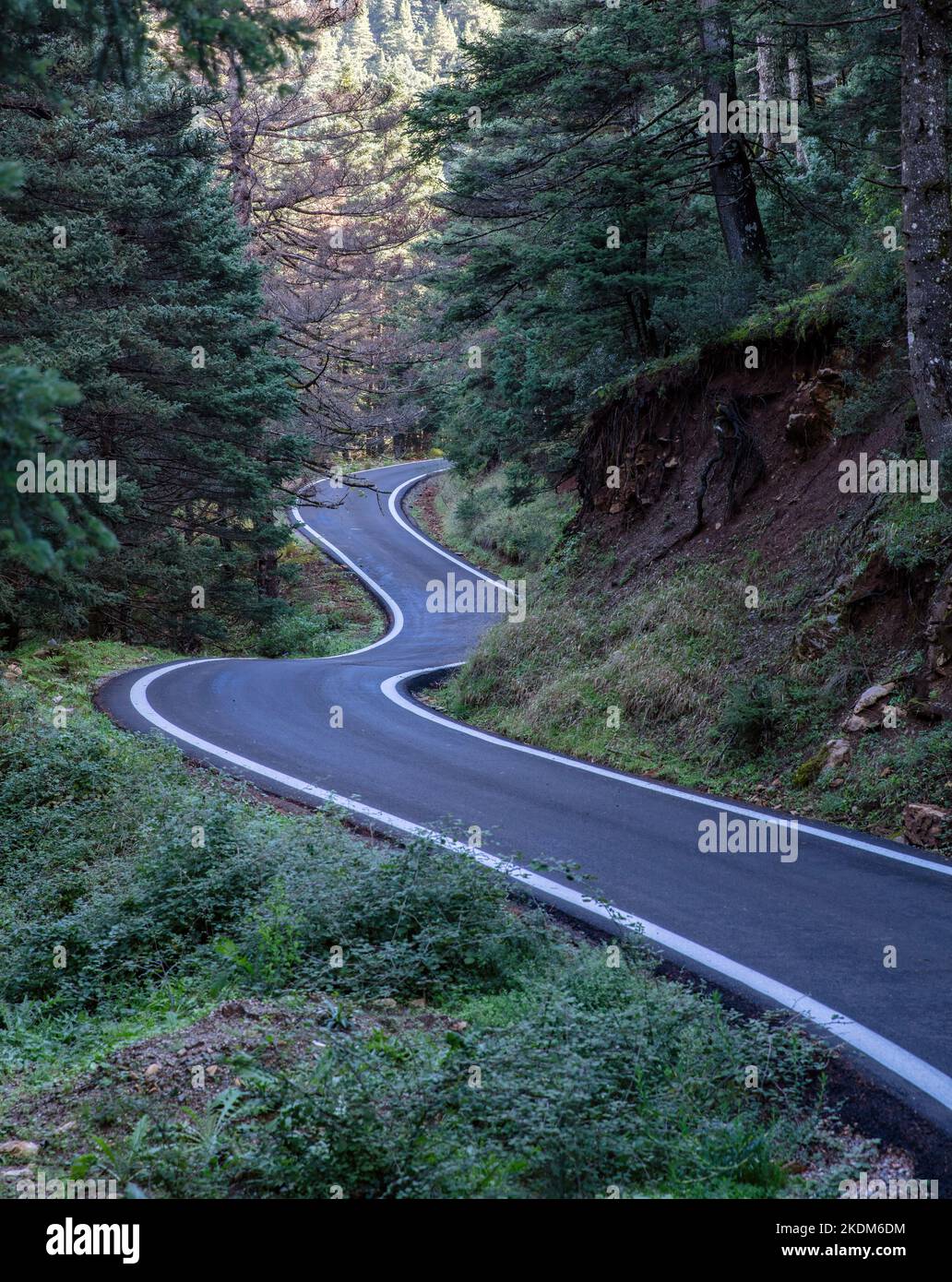 Strada asfaltata vuota che attraversa la foresta di abeti. Strada tortuosa, Viaggi nella campagna europea, Foto Stock