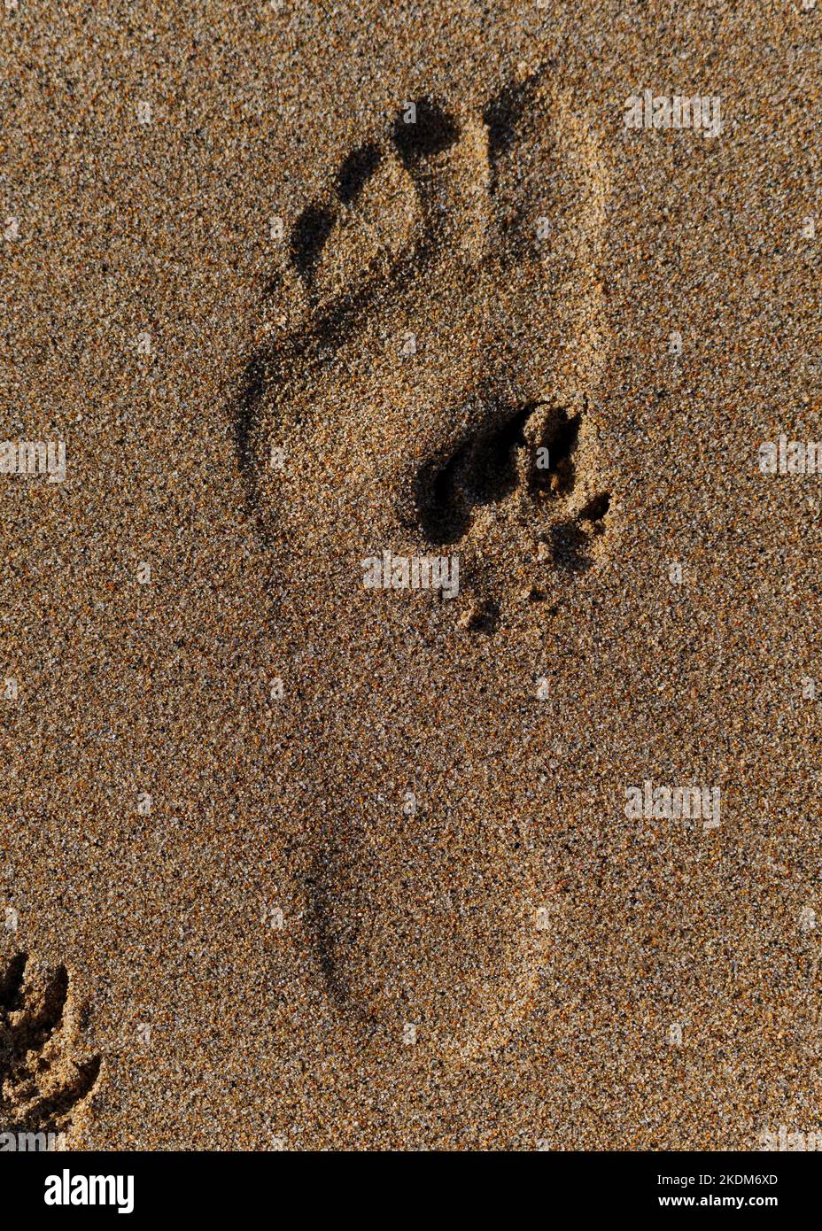Stampe di piedi umani (a piedi nudi) e cani in un'unica foto. Il piede stampa nella sabbia. Foto Stock