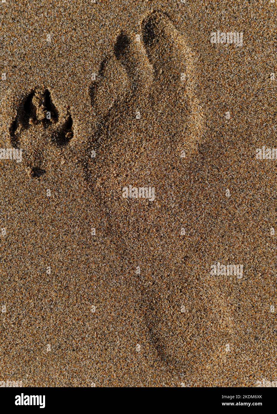 Stampe di piedi umani (a piedi nudi) e cani in un'unica foto. Il piede stampa nella sabbia. Foto Stock