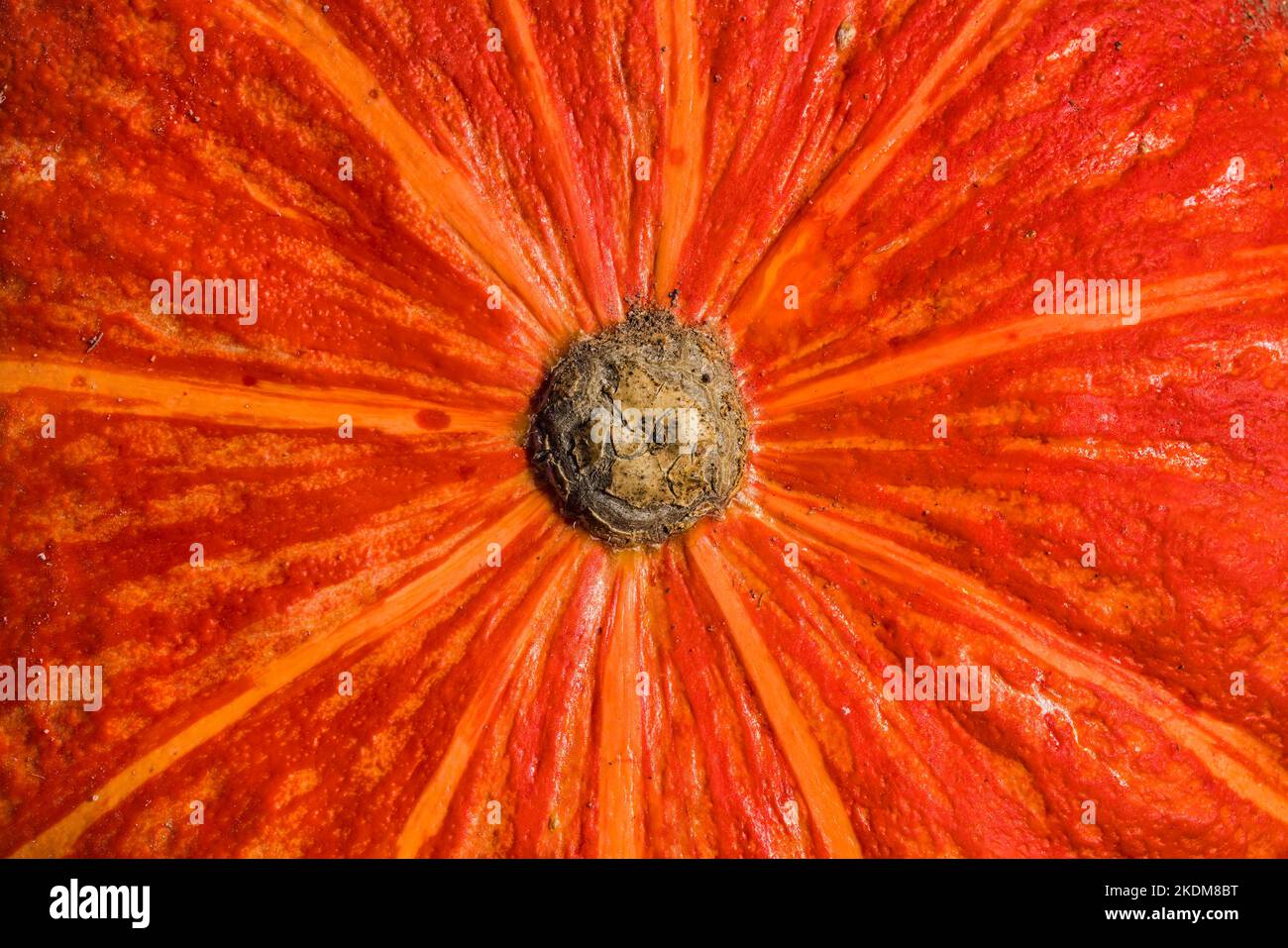 Particolare di una zucca kuri rossa Foto Stock