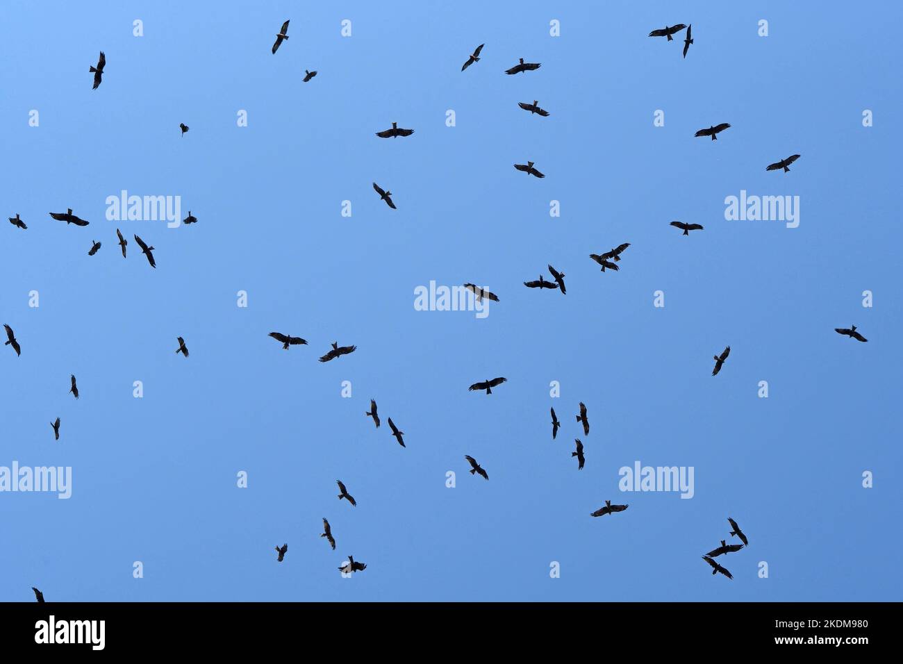 Aquilone nero Flock gigante, colonna ad aria calda Foto Stock