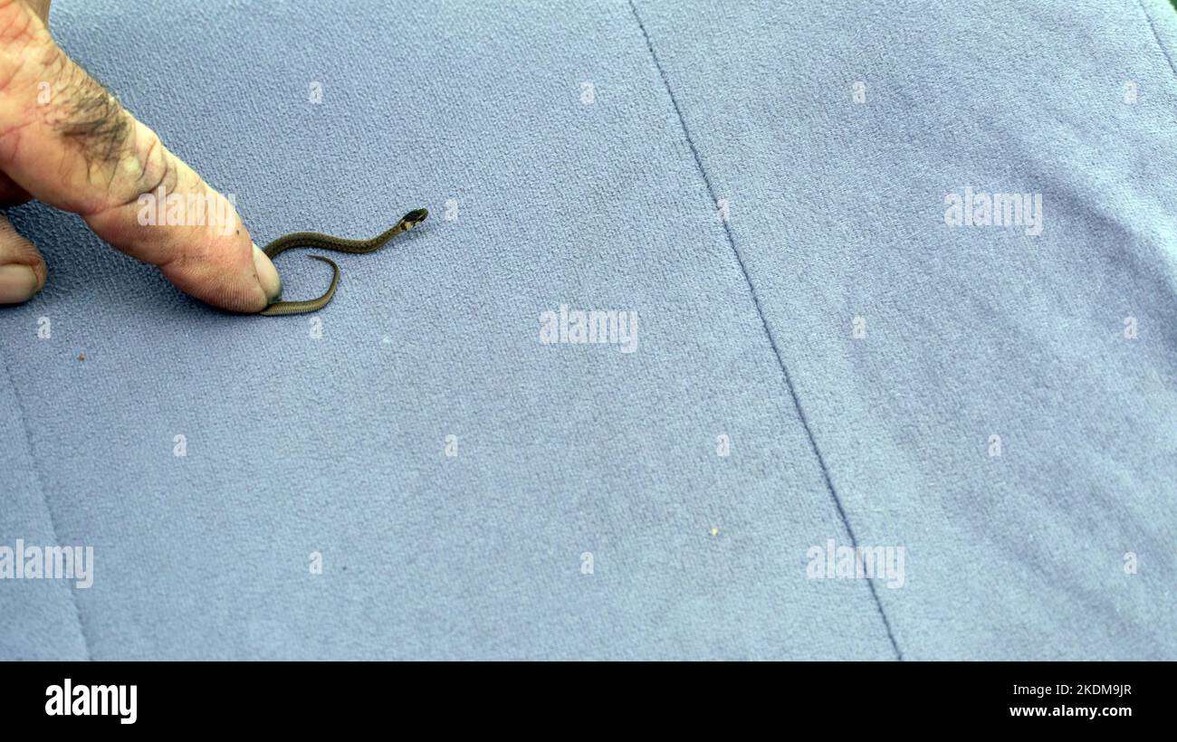 Un serpente itsy bitsy è tenuto delicatamente prigioniero per alcuni momenti da un dito delicato dell'uomo. Foto Stock