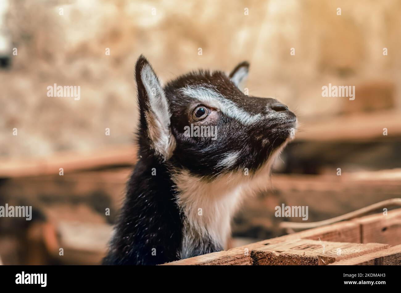 Bella coppia capra bianche capretto. Due piccole capre bianche in piedi in un riparo di legno e guardando la macchina fotografica. Carino con divertente. Primo piano. Luce solare soffusa. Foto Stock