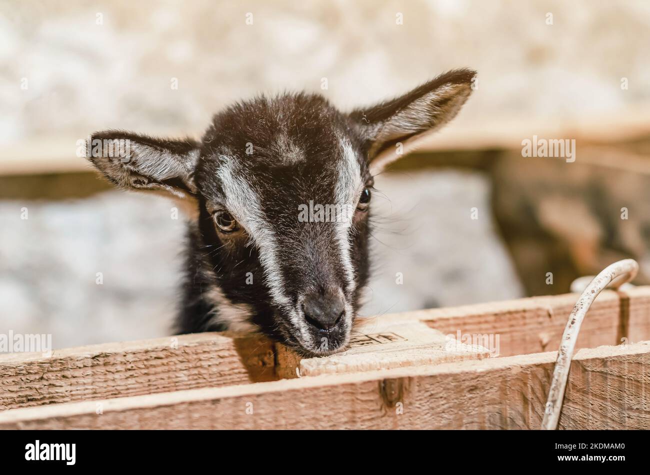 Bella coppia capra bianche capretto. Due piccole capre bianche in piedi in un riparo di legno e guardando la macchina fotografica. Carino con divertente. Primo piano. Luce solare soffusa. Foto Stock