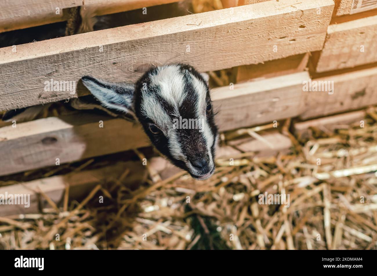 Bella coppia capra bianche capretto. Due piccole capre bianche in piedi in un riparo di legno e guardando la macchina fotografica. Carino con divertente. Primo piano. Luce solare soffusa. Foto Stock