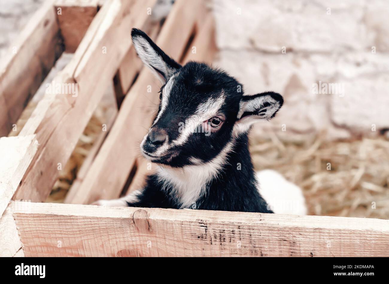 Bella coppia capra bianche capretto. Due piccole capre bianche in piedi in un riparo di legno e guardando la macchina fotografica. Carino con divertente. Primo piano. Luce solare soffusa. Foto Stock