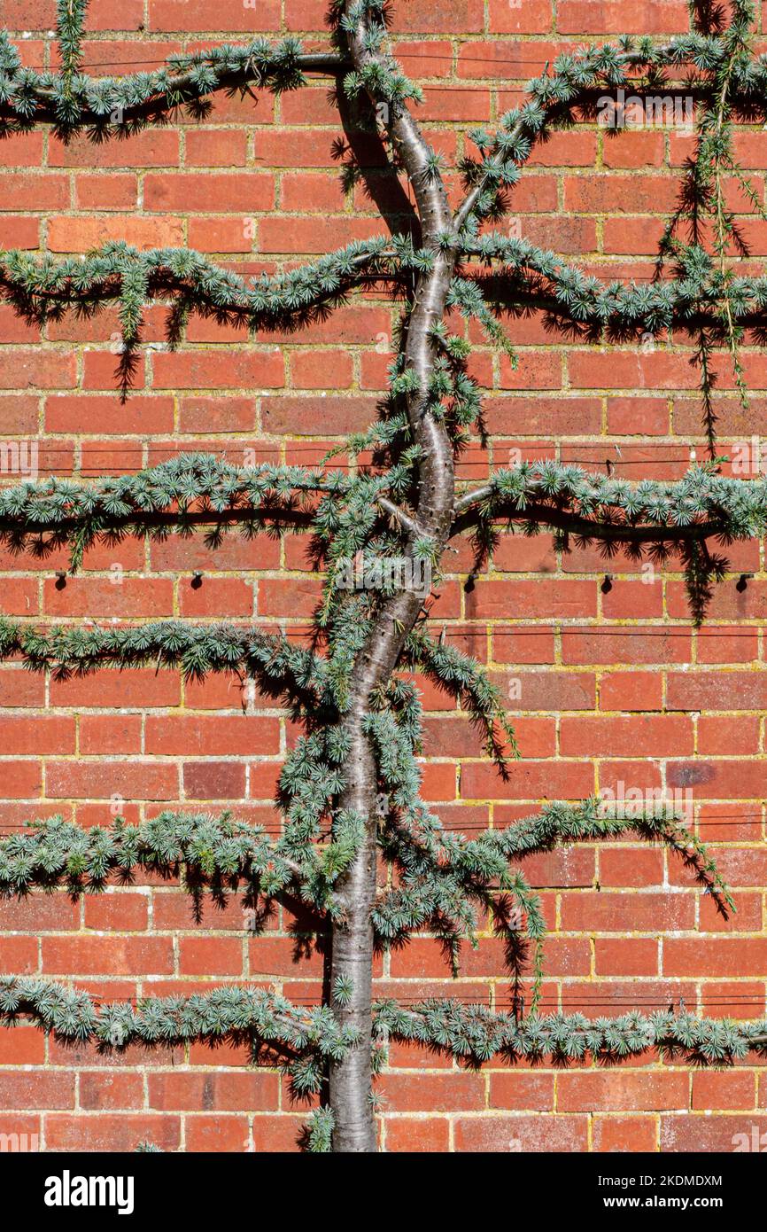 Cedrus atlantica 'glauca Pendula' Atlante Blu Cedro Ornamental Tree, contro un muro di mattoni rossi da giardino. Foto Stock