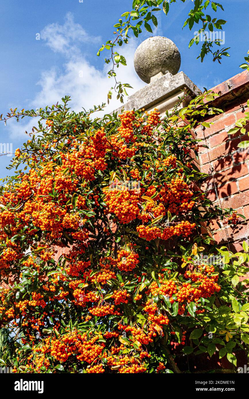 Pyracantha Arancio Berries Firethorn 'Arancio Glow' Rosaceae crescere su un tradizionale muro di mattoni giardino. Colore autunnale Surrey UK Foto Stock