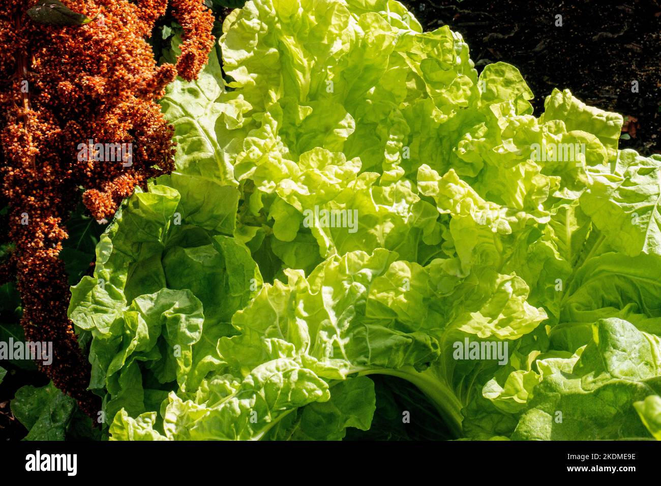 CAVOLO CINESE Tokyo Bekana noto anche come “vitaminico verde”, un tipo distinto di cavolo cinese . Il Tokyo Bekana è un cavolo senza titolo, a foglie sciolte Foto Stock