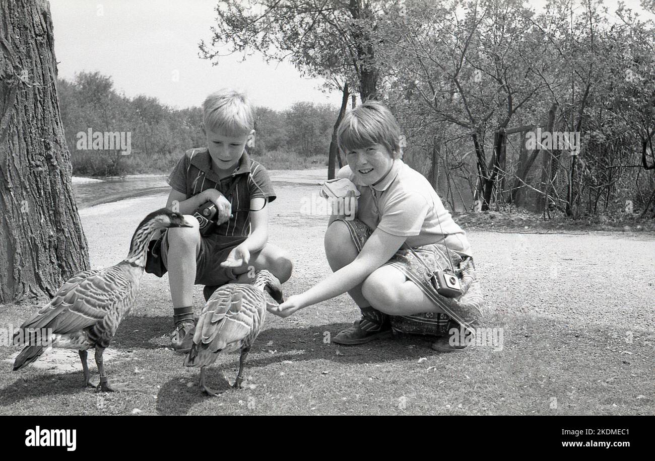 1960s, storico, un ragazzo e una ragazza, fratello e sorella, fuori in un parco vicino a due oche amichevoli, uccelli acquatici noti come wildfowl, Inghilterra, Regno Unito. Foto Stock