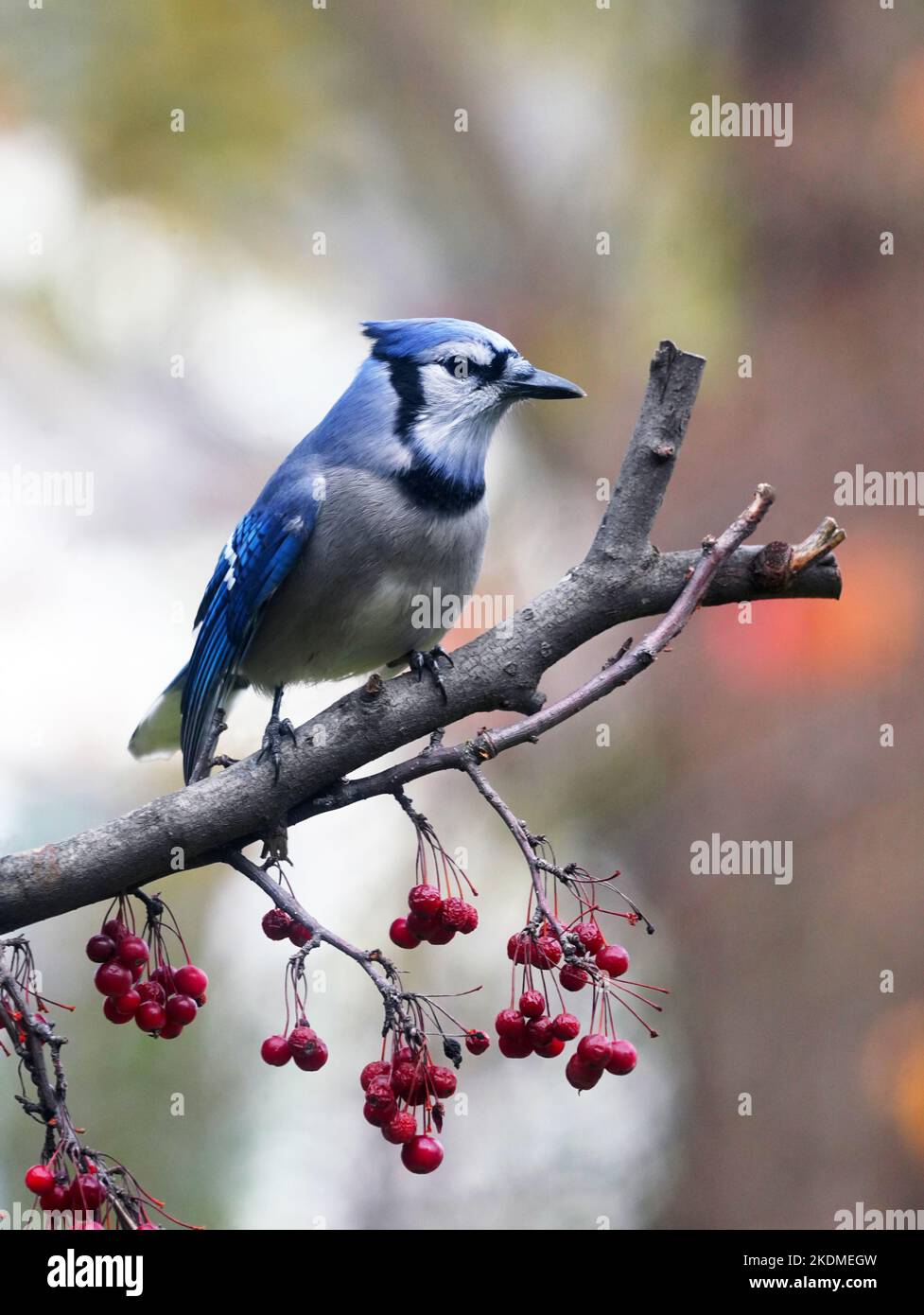 Blue Jay arroccato su un arto di ananas in autunno in Michigan, USA. Foto Stock