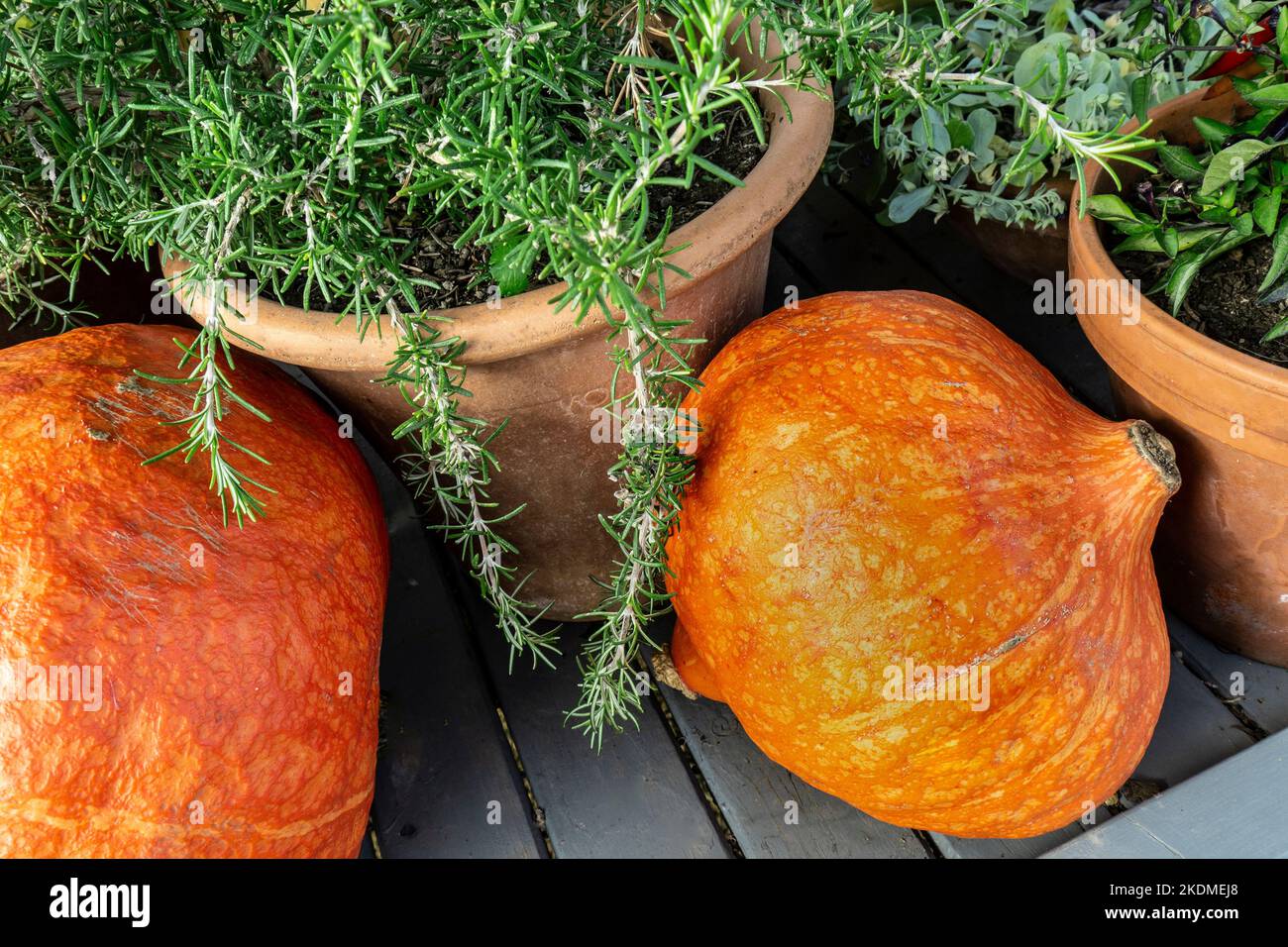 ERBA ROSMARINO Rosmarinus officinalis 'Foxtail' in giardino cucina all'aperto con zucche autunnali Foto Stock
