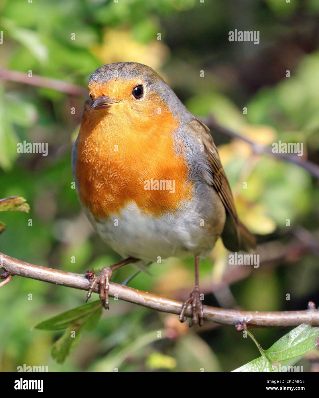 Unione Robin (Erithacus Rubecula) Foto Stock
