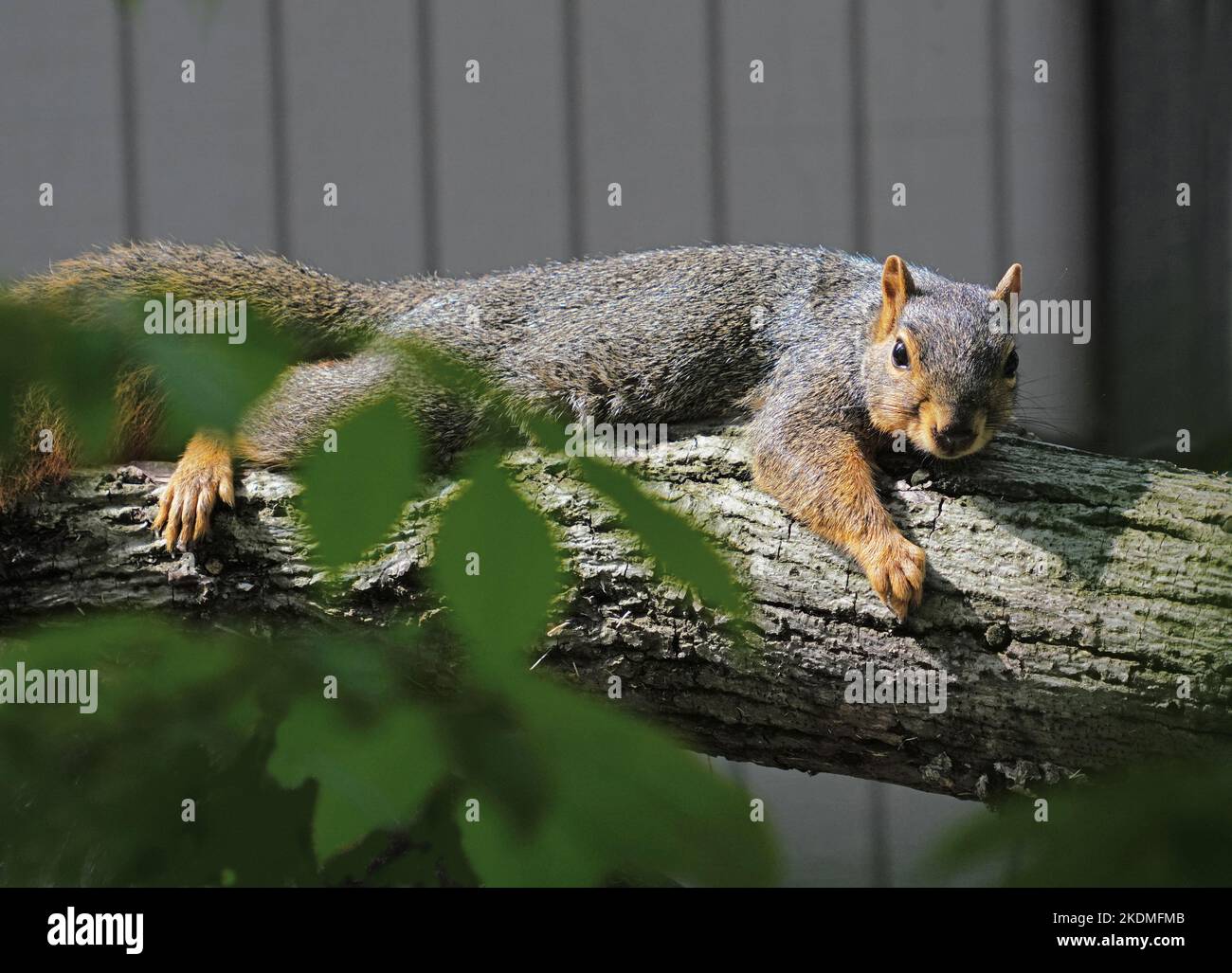 Eastern Fox Squirrel Foto Stock