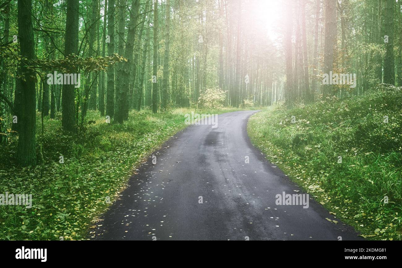 Strada asfaltata in una foresta, tonificazione di colore applicata. Foto Stock