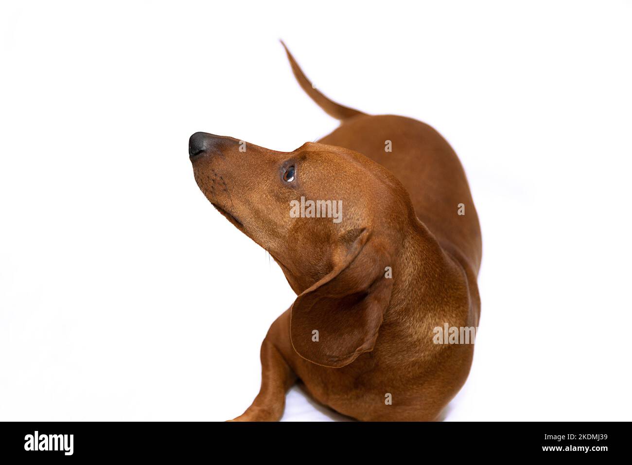 Il cane dachshund con un muso divertente sul letto in camera Foto Stock