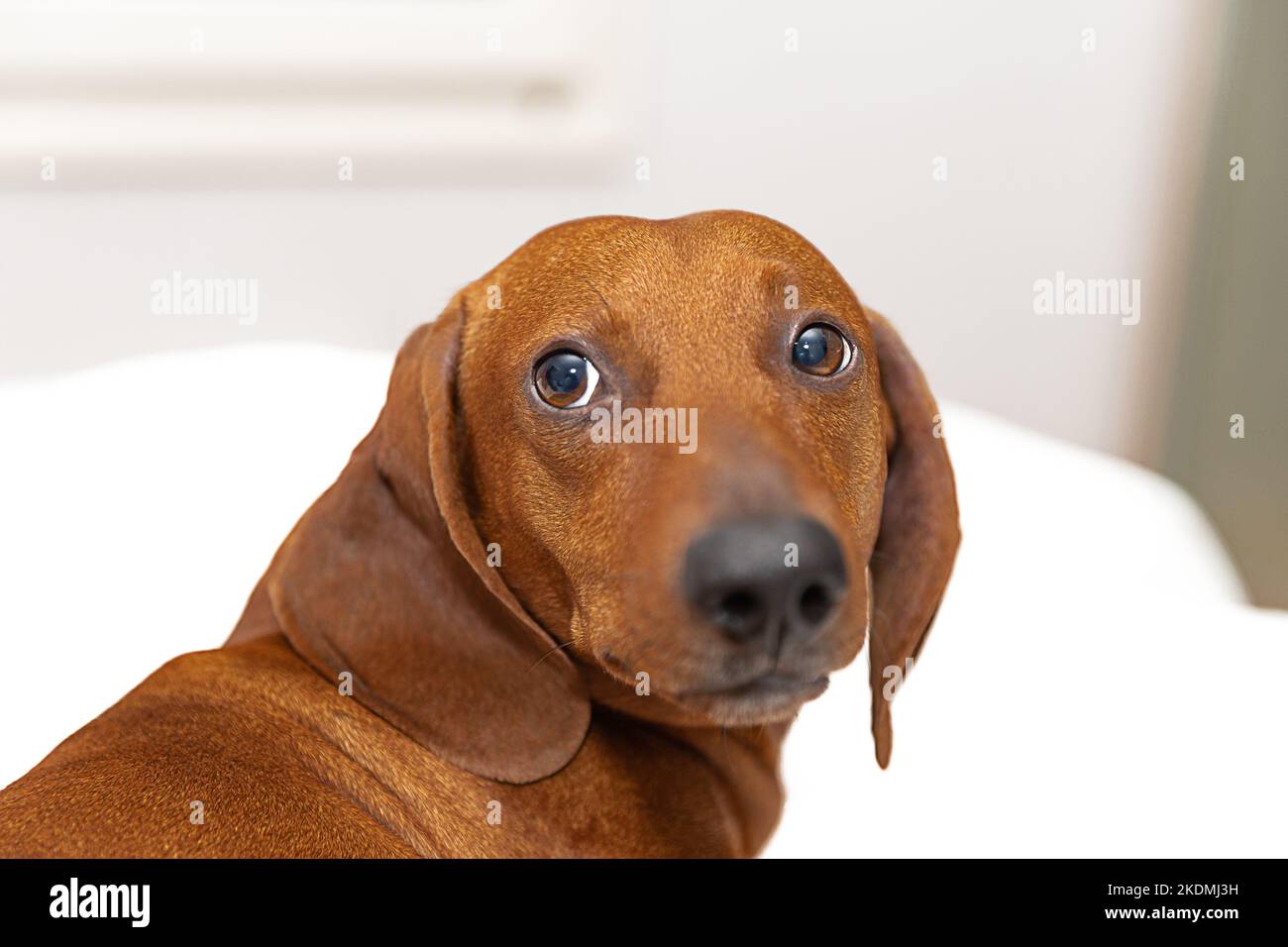 Il cane dachshund con un muso divertente sul letto in camera Foto Stock