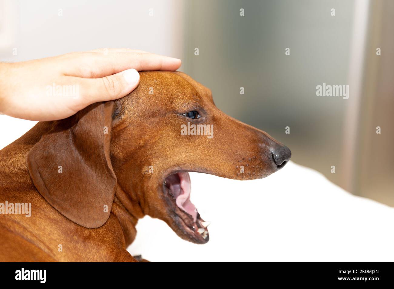 Il cane dachshund con un muso divertente sul letto in camera Foto Stock