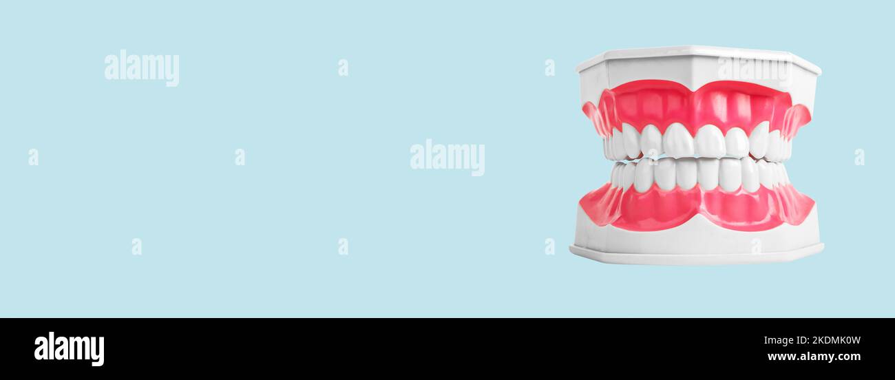Banner dentale con denti bianchi sani di modello mascella, buone gengive su sfondo medico blu con spazio copia. Foto di alta qualità Foto Stock