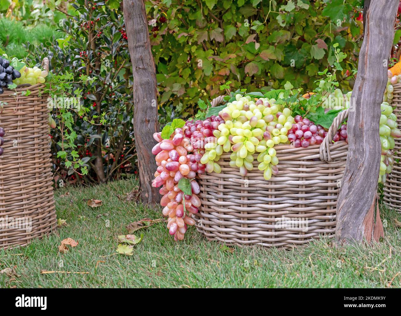 Rami di uva rosa e bianca in un cesto di vimini in una cantina. Foto Stock