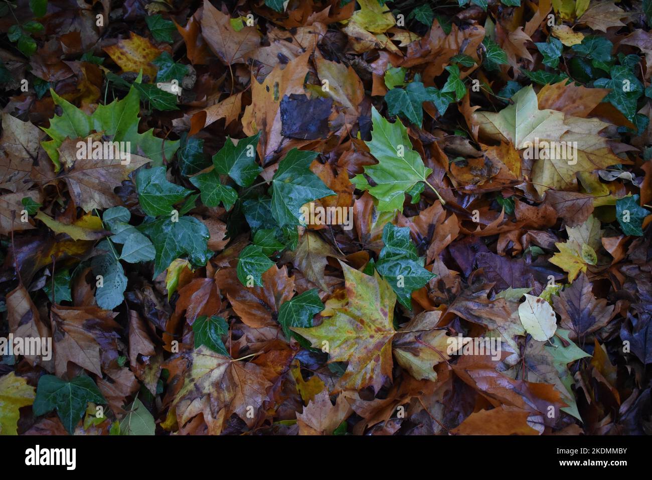 Un tappeto di foglie autunnali a terra, con spazio di copyspace. Foto Stock
