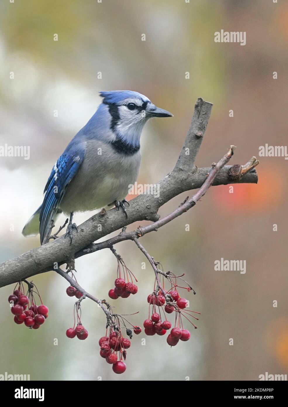 Blue Jay arroccato su un arto di ananas in autunno in Michigan, USA. Foto Stock