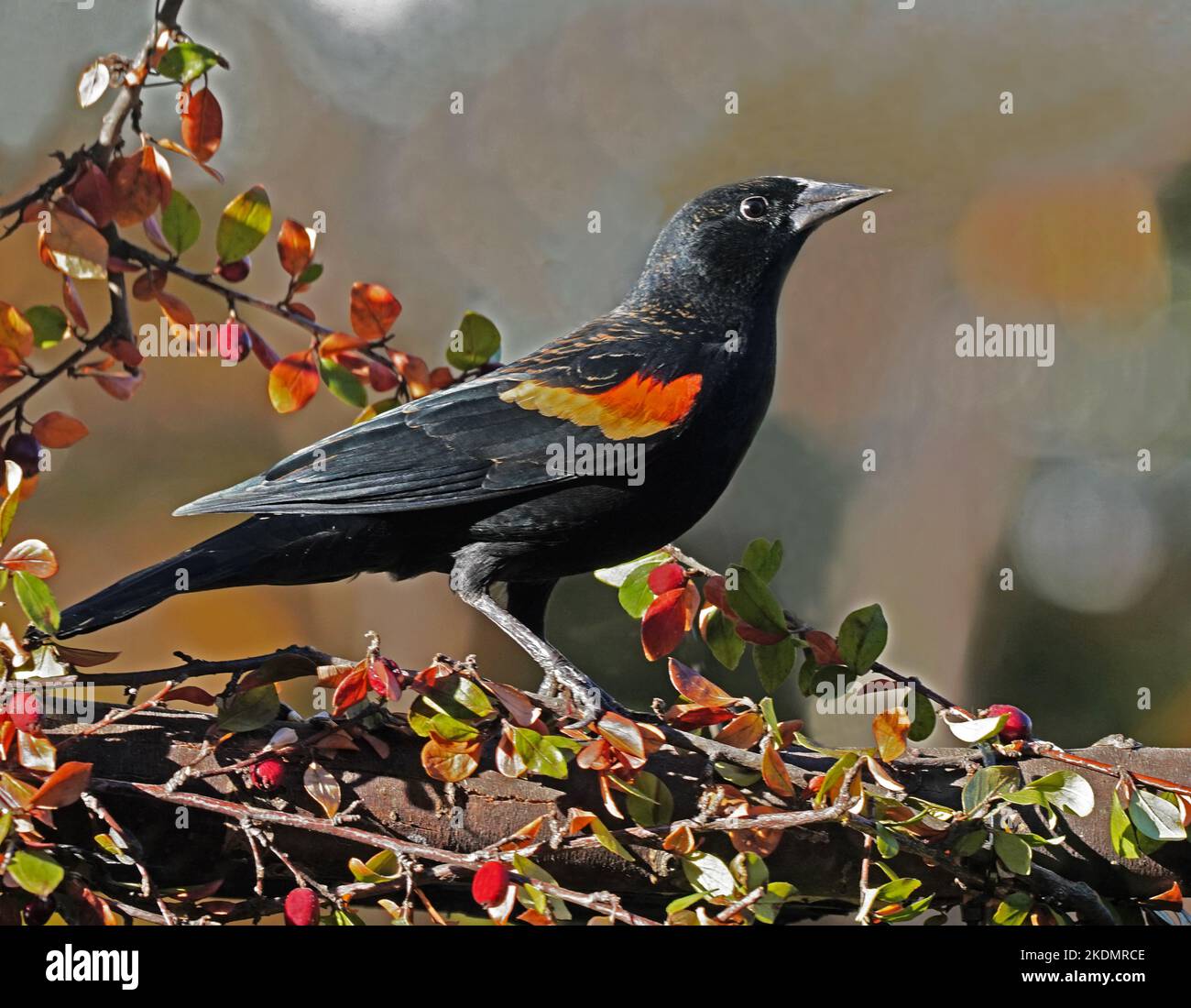 Red-ala Blackbird durante l'autunno Foto Stock