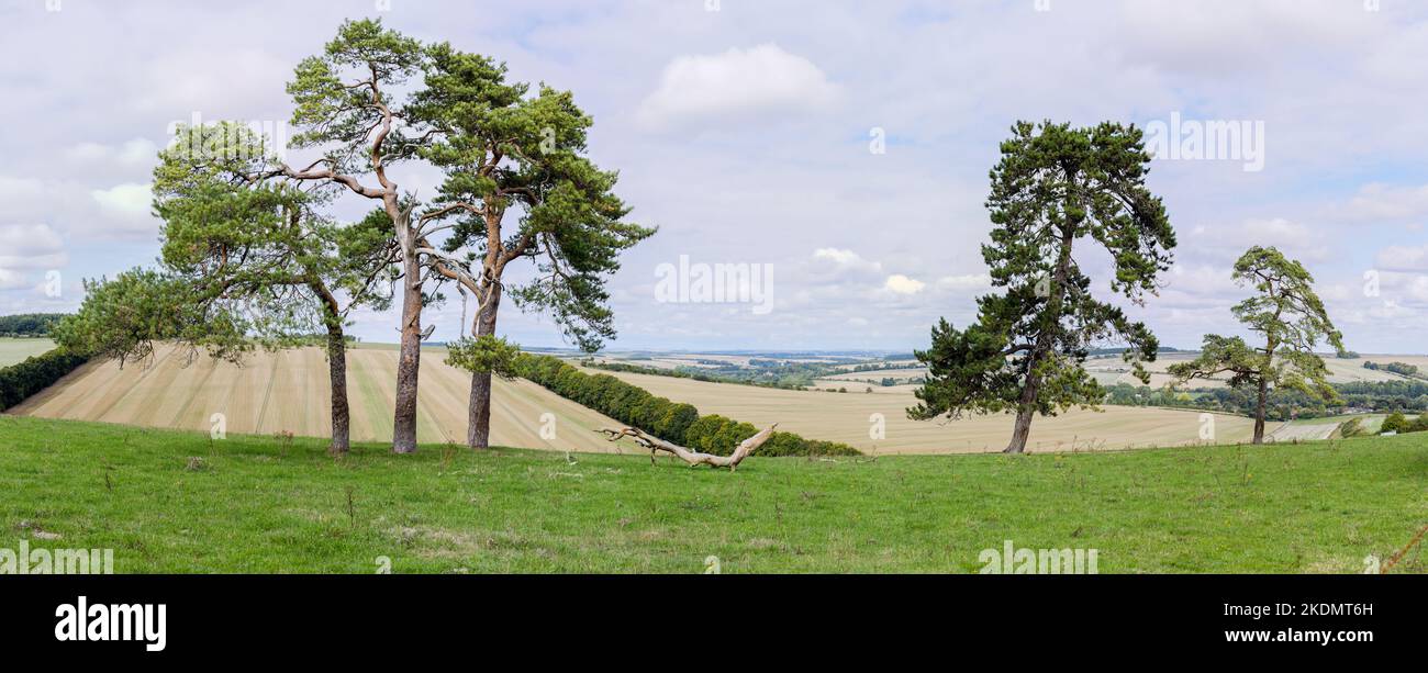Vista panoramica dalla strada di collegamento a Grovely Wood dal Great Wishford Wiltshire Foto Stock