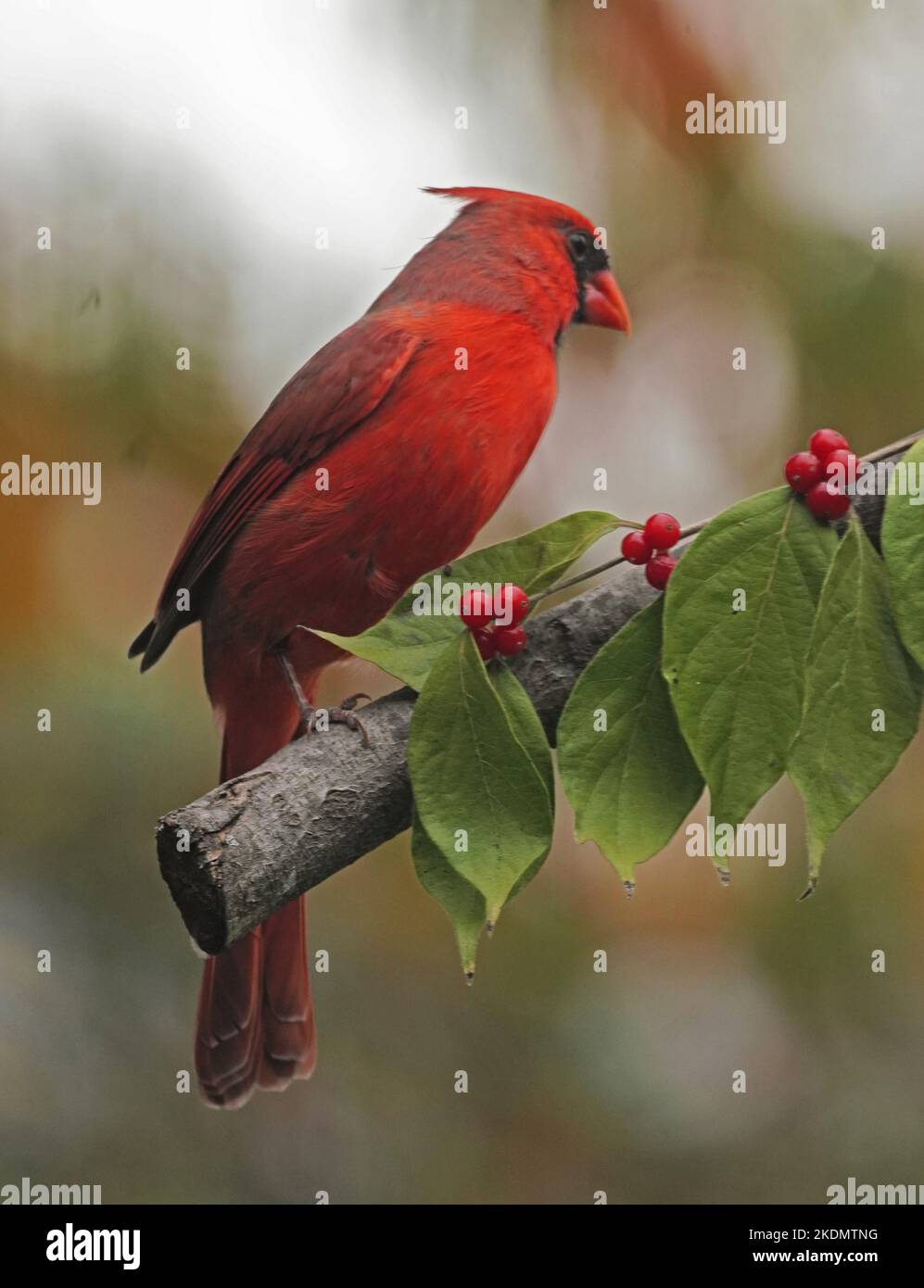 Il cardinale Nord Foto Stock