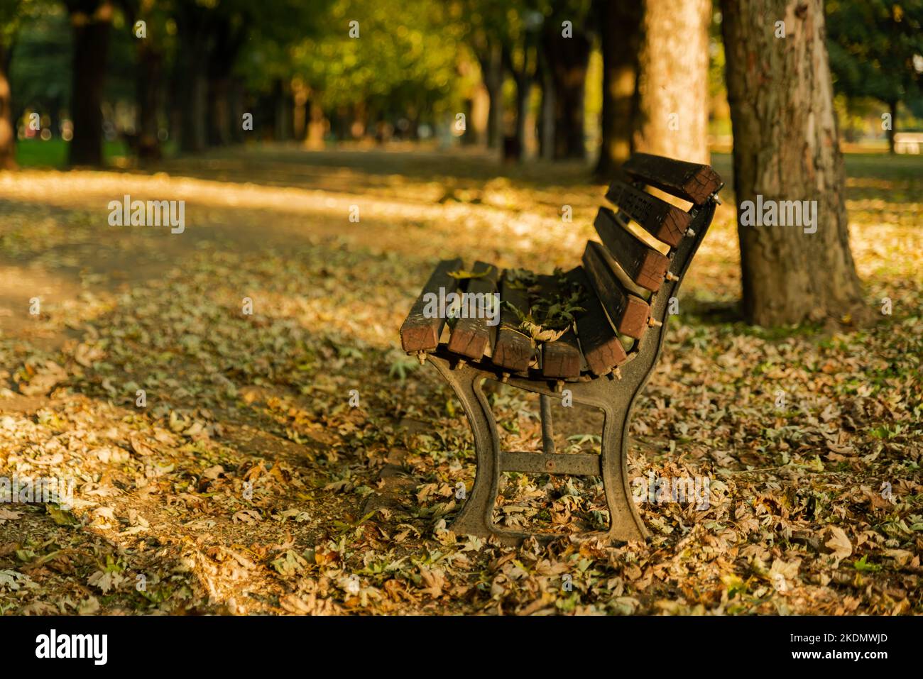 panca vuota in parco a piedi in autunno, foglie d'autunno concetto Foto Stock