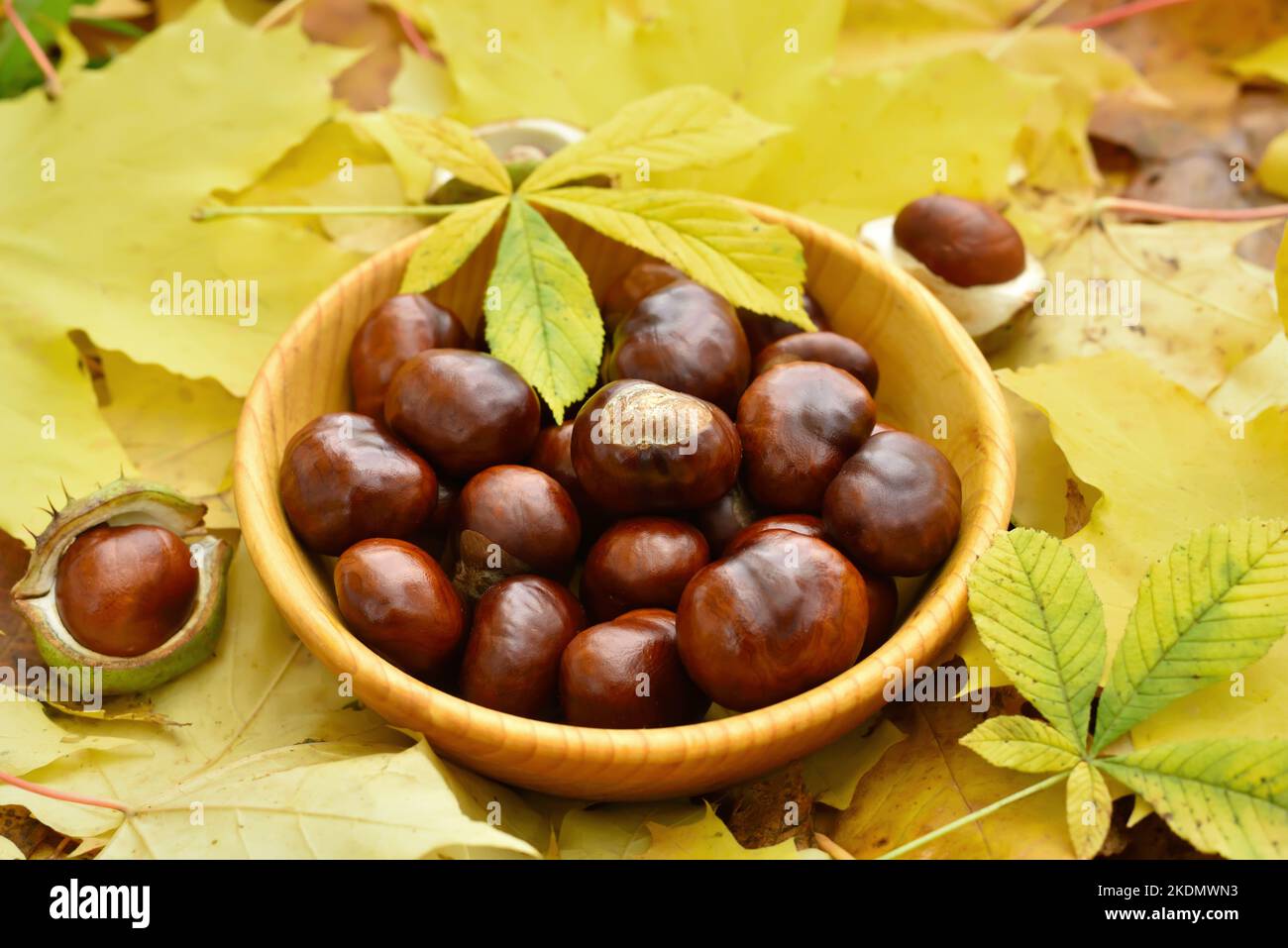 Castagne in ciotola, composizione autunnale Foto Stock