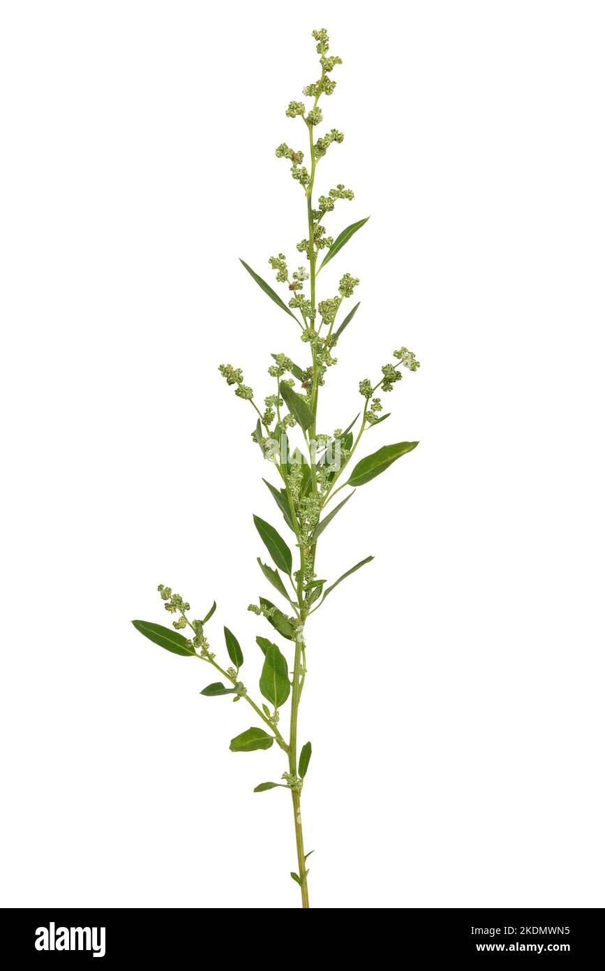 Artemisia vulgaris, fiore comune di mugwort isolato su sfondo bianco Foto Stock