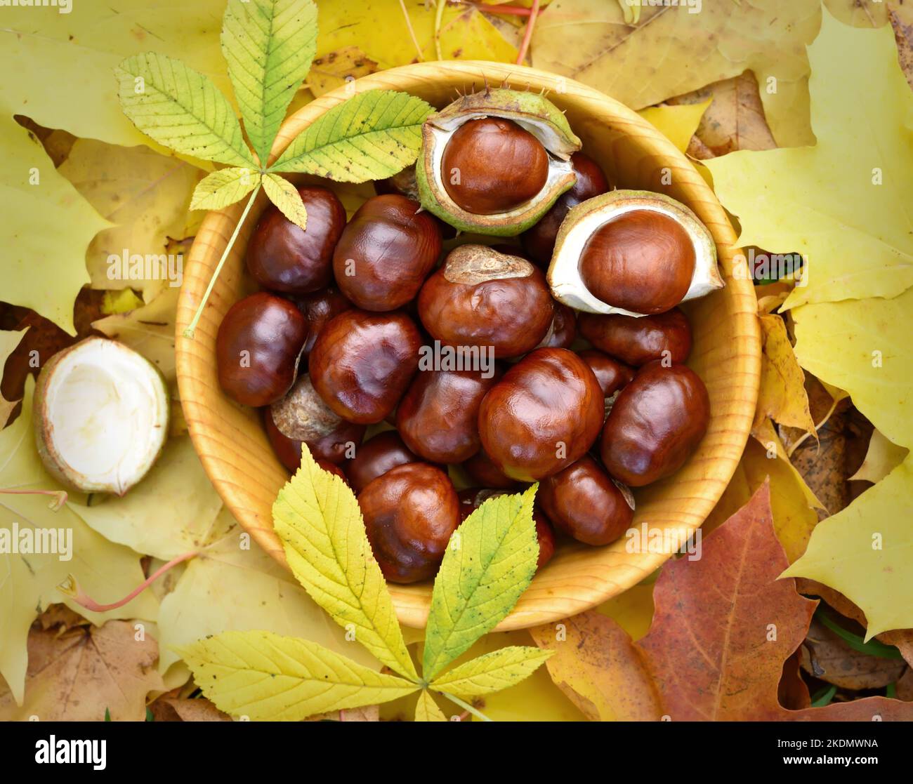 Castagne in ciotola, composizione autunnale. Vista dall'alto, disposizione piatta Foto Stock
