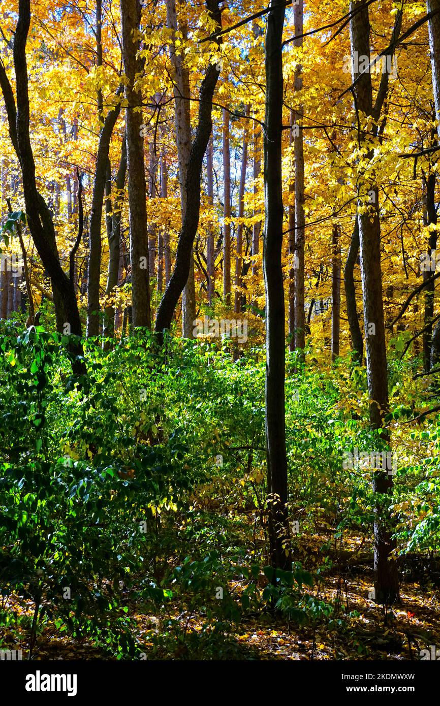 Foresta nel sud-est del Michigan Foto Stock