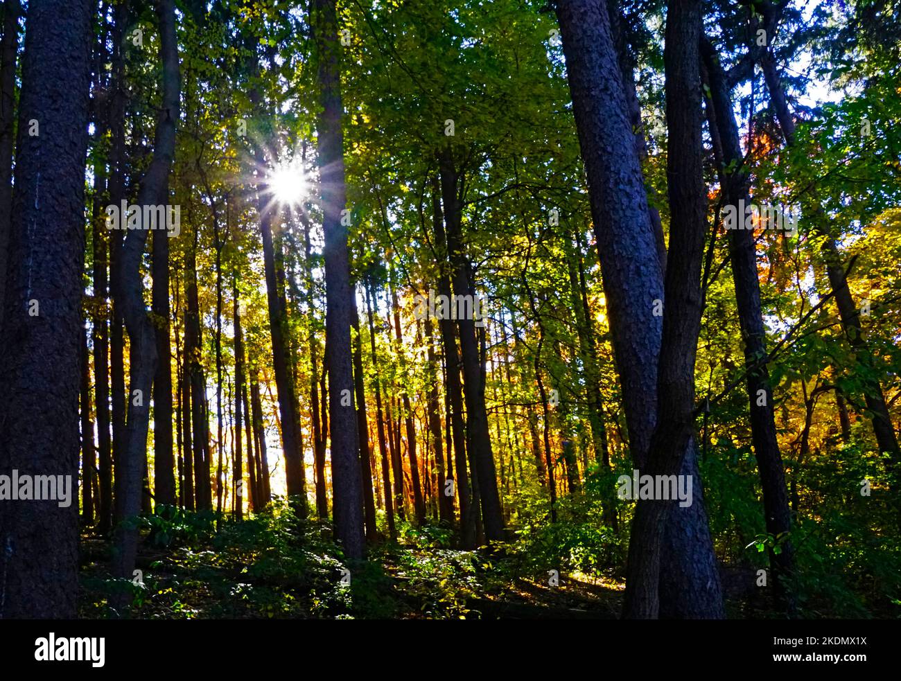 Foresta nel sud-est del Michigan Foto Stock