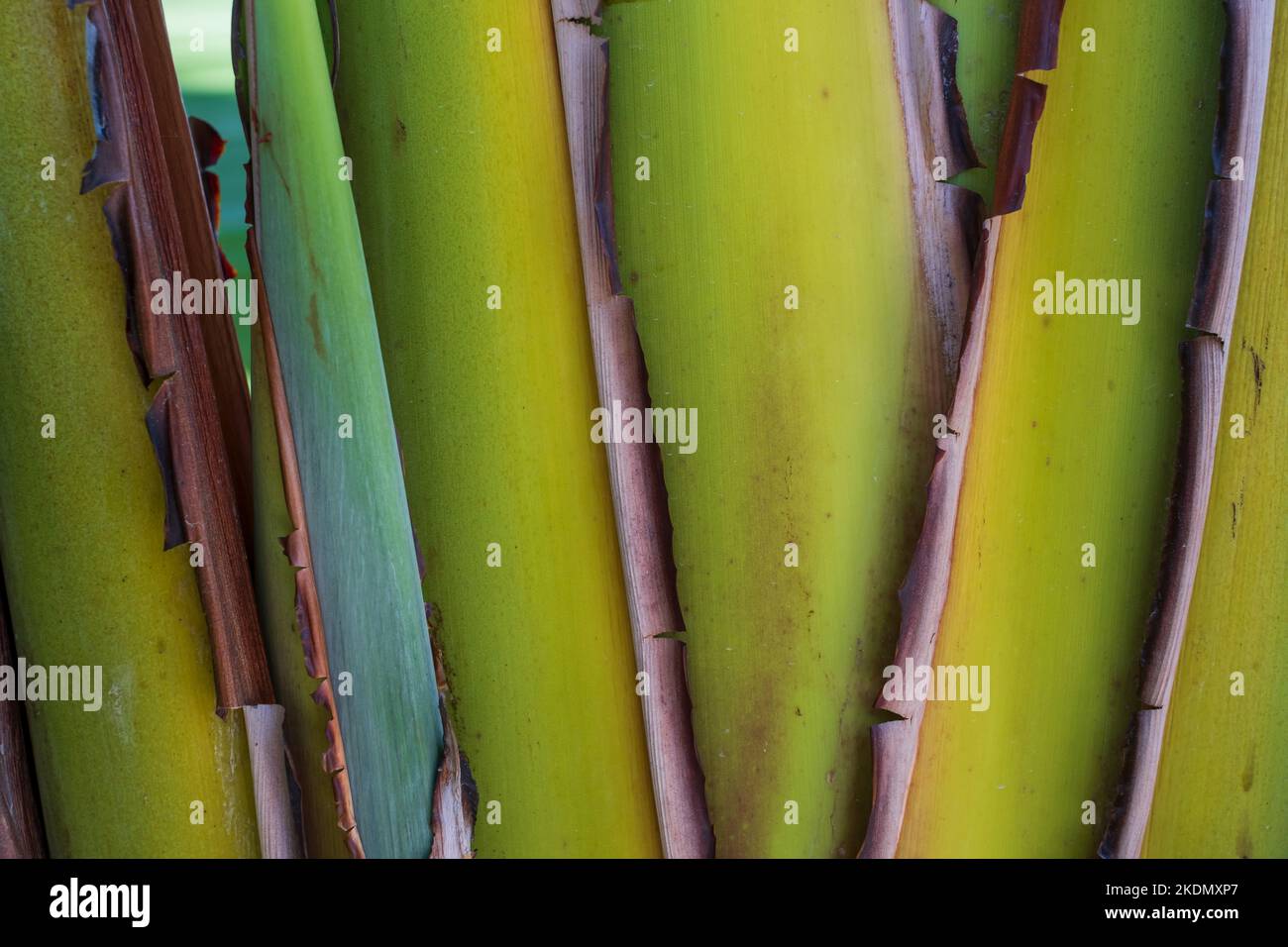 primo piano vista natura di sfondo verde foglia. Foto Stock