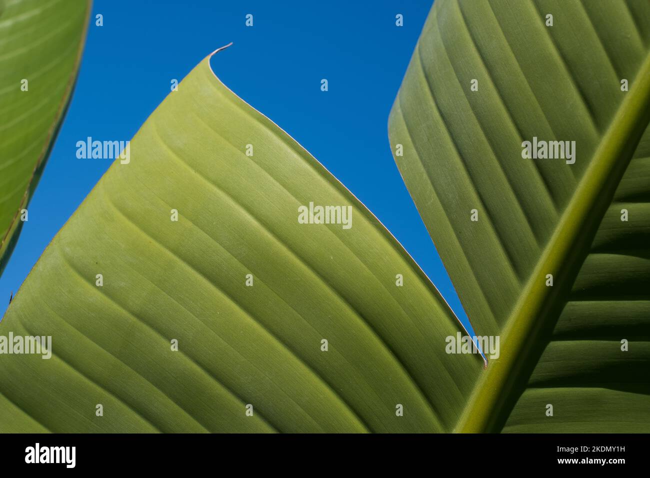 primo piano vista natura di sfondo verde foglia. Foto Stock