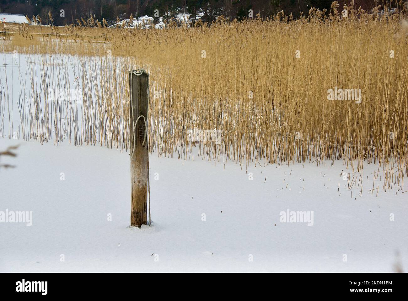 Mare con neve e un palo di legno di fronte alle piante di canna comune marrone in inverno. Foto Stock