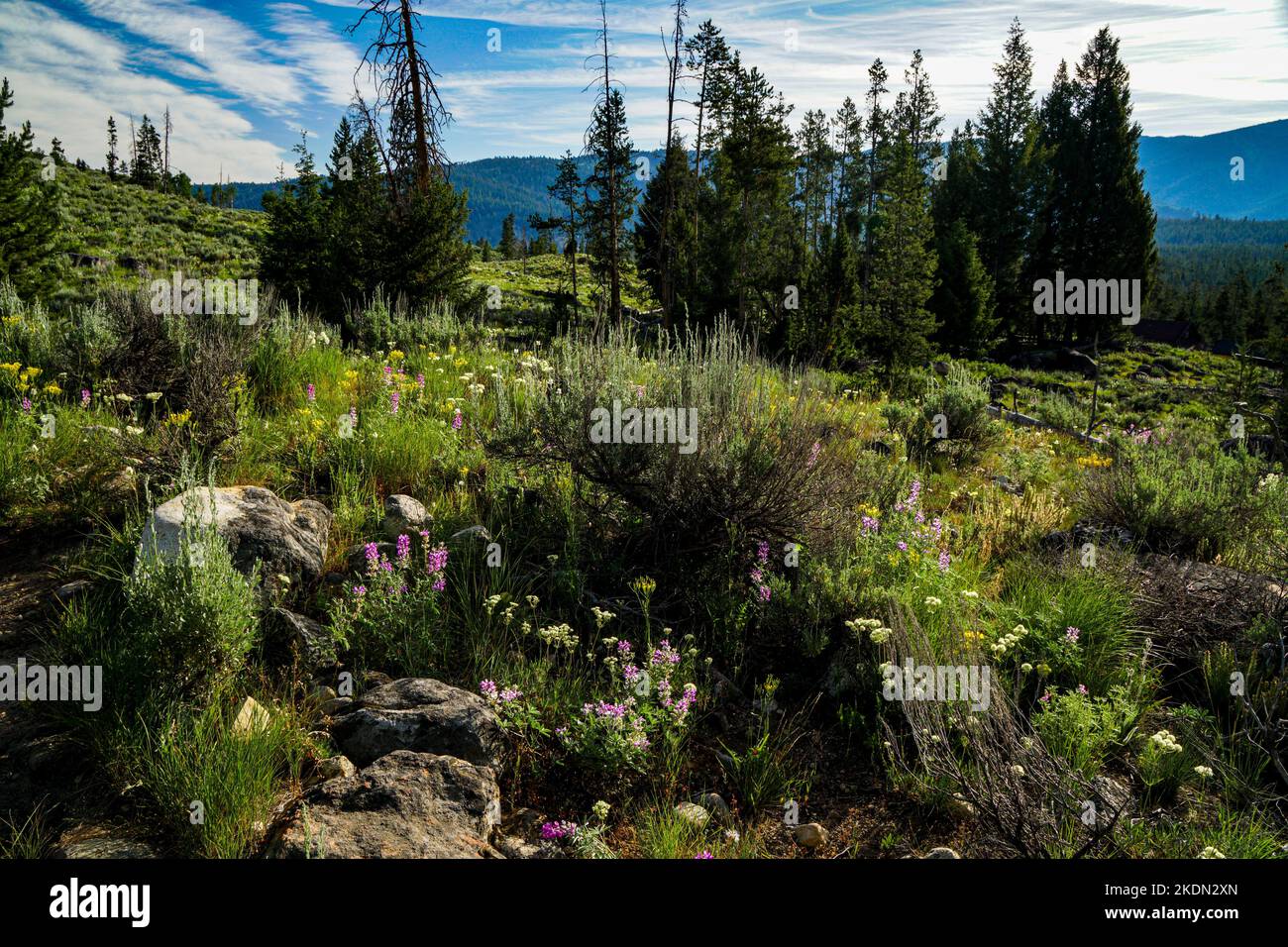 Fiori selvatici all'inizio dell'estate nell'Idaho's Sawtooth National Recreation Area Foto Stock