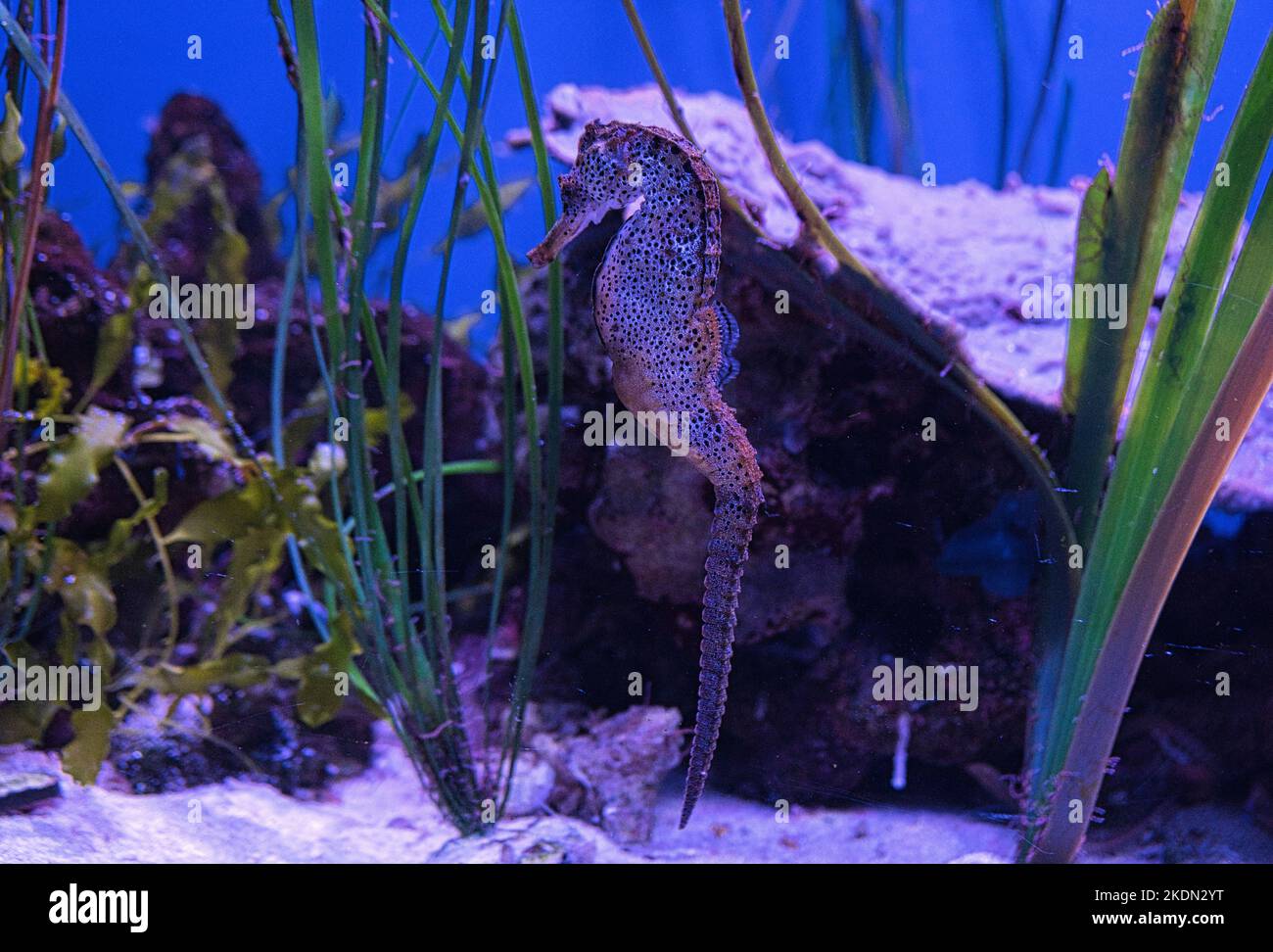 Un cavalluccio marino macinato in un acquario Foto Stock