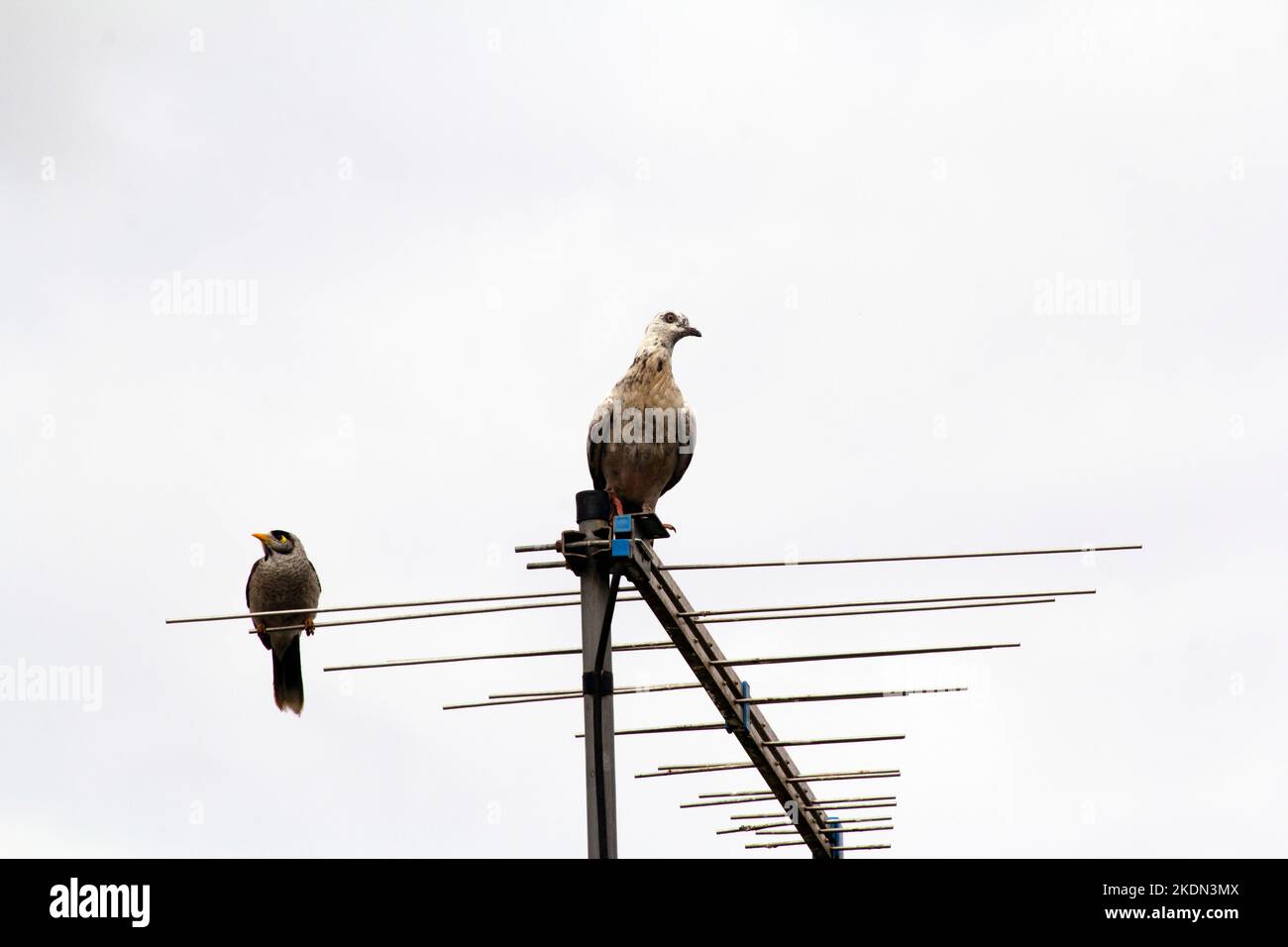 Una colomba rupestre (Columba livia) e un minatore australiano rumoroso (Manorina melanocephala) su sfondo bianco a Sydney, New South Wales, Australia (Photo Foto Stock