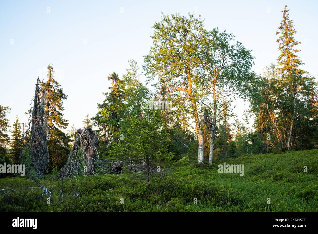 Un'antica foresta collinare in una bella serata estiva nel Parco Nazionale Riisitunturi vicino a Posio Foto Stock