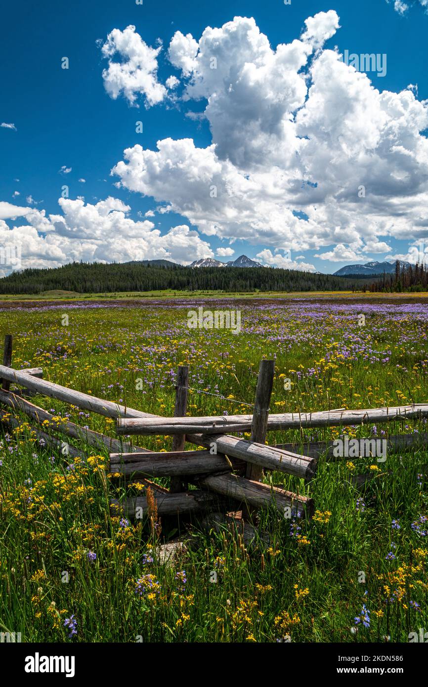 Fiori selvatici all'inizio dell'estate nell'Idaho's Sawtooth National Recreation Area Foto Stock