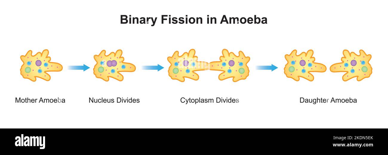 Progettazione scientifica della fissione binaria in ameba. Simboli colorati. Illustrazione vettoriale. Illustrazione Vettoriale