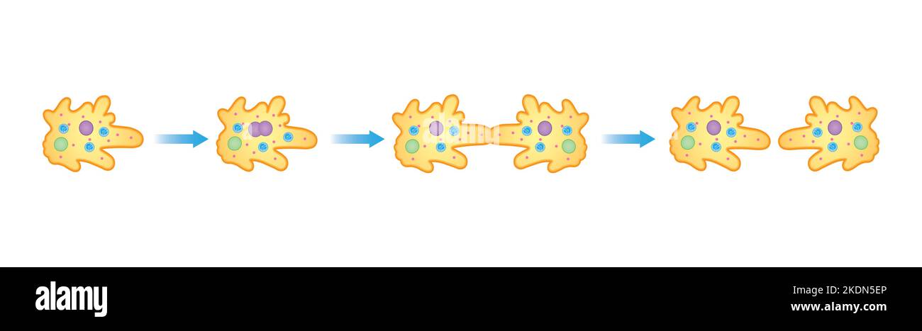 Progettazione scientifica della fissione binaria in ameba. Simboli colorati. Illustrazione vettoriale. Illustrazione Vettoriale