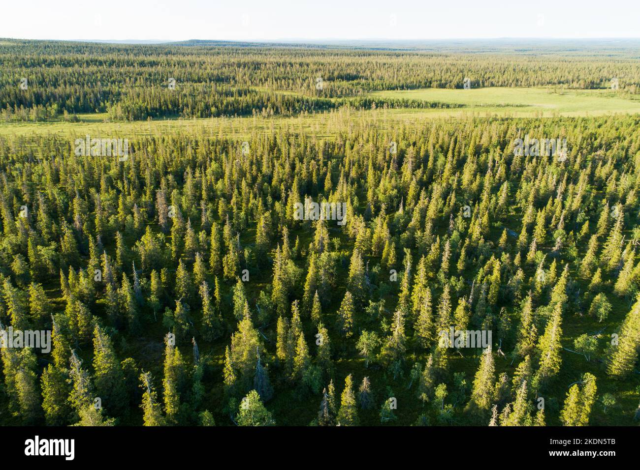 Un'antenna di un vasto paesaggio finlandese con boschi e torbiere di vecchia crescita nel Parco Nazionale di Riisitunturi Foto Stock