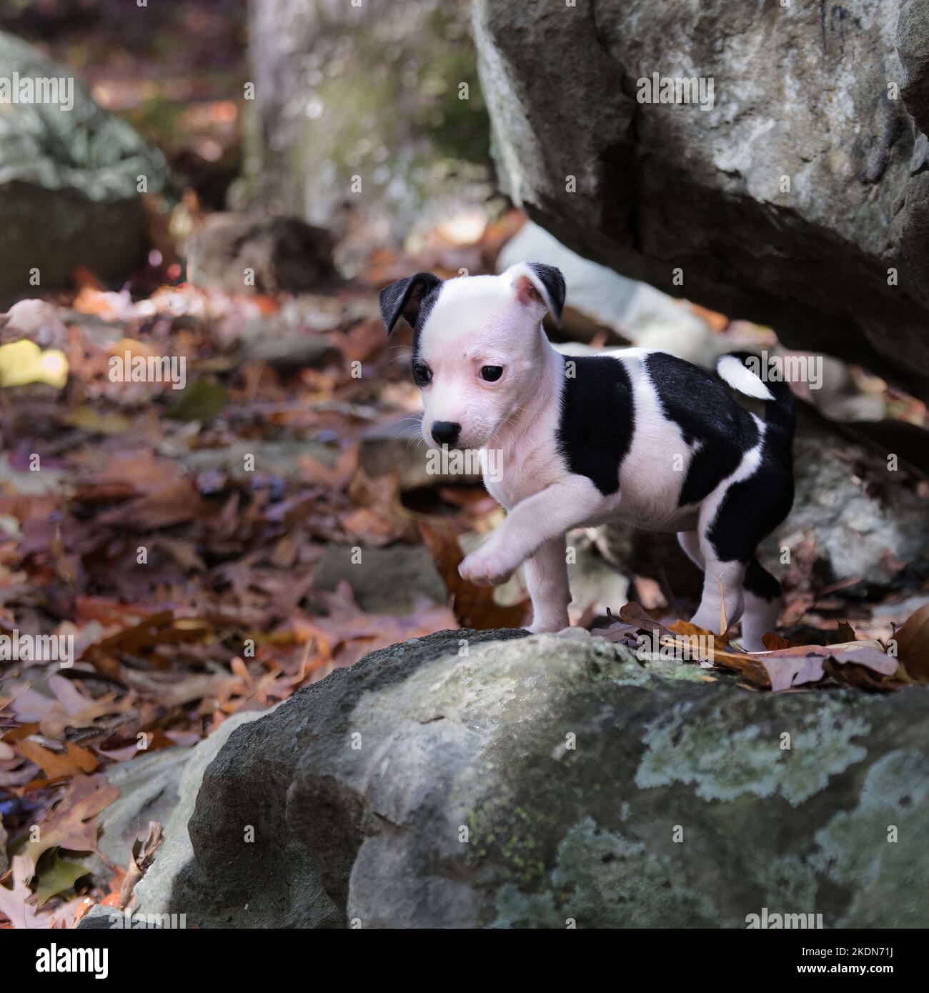 Chihuahua Puppy su un masso nella foresta autunnale Foto Stock